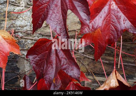 Regentropfen auf Herbstblättern Stockfoto