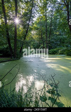 Fauler See in Tiergarten in Berlin, Deutschland Stockfoto