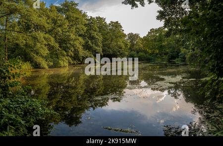 Fauler See in Tiergarten in Berlin, Deutschland Stockfoto