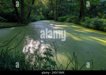 Fauler See in Tiergarten in Berlin, Deutschland Stockfoto