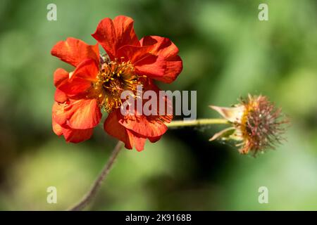 Orange, Geum Dolly North, Geum, Avens Stockfoto