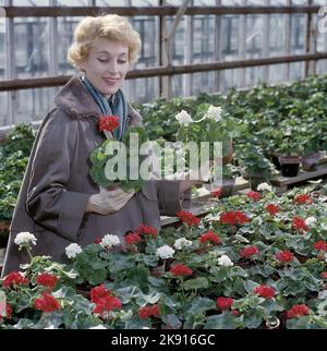 In der 1950s. Eine Frau in einem Gewächshaus hält zwei Geranien, einen weißen und einen roten. Schweden 1958 Stockfoto