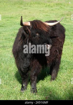 Schwarze schottische Hochlandkuh auf einer Wiese in Deutschland. Stockfoto