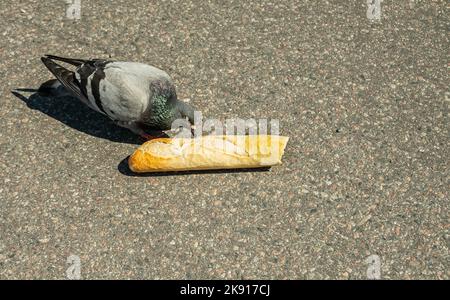 Schweden, Stockholm - 17. Juli 2022: Aus der Nähe isst Pigeon Baguette-Brot am Skeppsbron Kai. Stockfoto