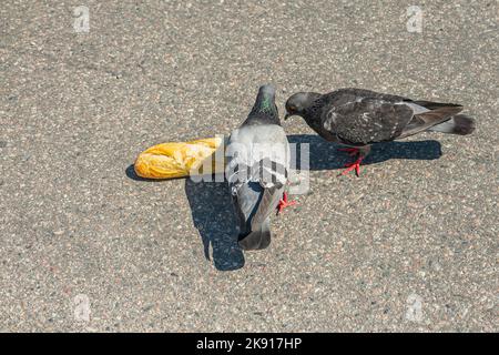 Schweden, Stockholm - 17. Juli 2022: Nahaufnahme, 2 Tauben essen Baguettebrot am Skeppsbron Kai. Stockfoto