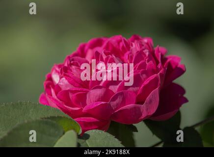 Rose Bleu Magenta , Rabler Rose , Ramblerrose Stockfoto