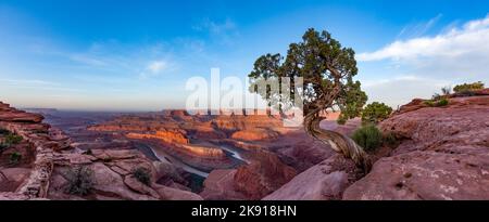 Ein Wacholderbaum aus Utah und Blick auf den Gänsehalsausschnitt des Colorado River vom Dead Horse Point State Park, Moab, Utah. Das Land im Gänsebereich ist Stockfoto