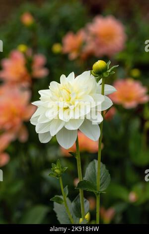 Nahaufnahme einer einzigen weißen Dahlie, die in einem Garten mit orangefarbenen Dahlien gepflanzt wurde, die verschwommen sind. England, Großbritannien Stockfoto