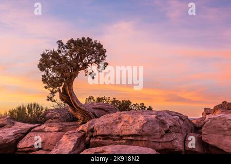 Ein uralter Wacholder aus Utah auf Kayenta-Sandstein bei Sonnenaufgang im Dead Horse Point State Park, Moab, Utah. Stockfoto