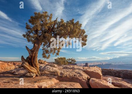 Ein uralter Wacholder aus Utah auf Kayenta-Sandstein im Dead Horse Point State Park, Moab, Utah. Stockfoto