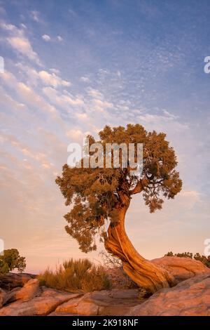 Ein uralter Wacholder aus Utah im Morgenlicht auf Kayenta-Sandstein im Dead Horse Point State Park, Moab, Utah. Stockfoto