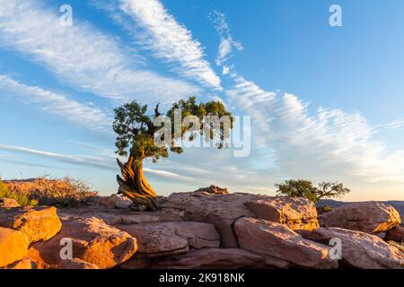 Ein uralter Wacholder aus Utah auf Kayenta-Sandstein bei Sonnenaufgang im Dead Horse Point State Park, Moab, Utah. Stockfoto