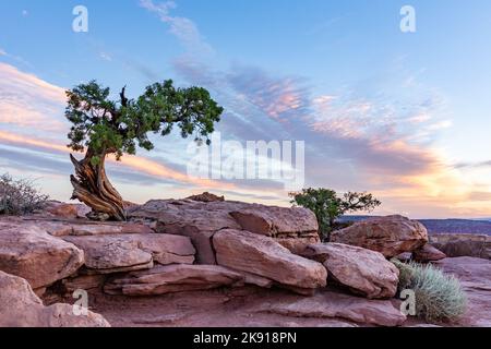 Ein uralter Wacholder aus Utah auf Kayenta-Sandstein bei Sonnenaufgang im Dead Horse Point State Park, Moab, Utah. Stockfoto