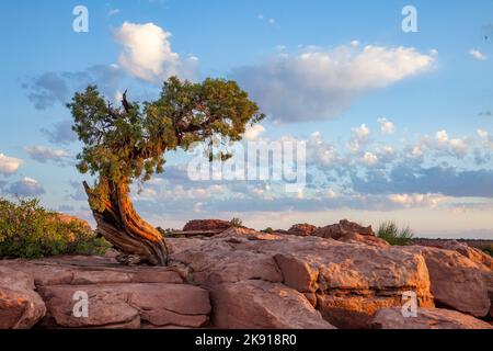 Ein uralter Wacholder aus Utah auf Kayenta-Sandstein bei Sonnenaufgang im Dead Horse Point State Park, Moab, Utah. Stockfoto