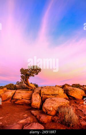 Ein uralter Wacholder aus Utah auf Kayenta-Sandstein bei Sonnenaufgang im Dead Horse Point State Park, Moab, Utah. Stockfoto