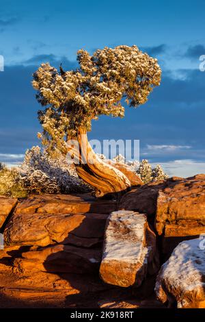 Ein uralter Wacholder aus Utah bei Sonnenaufgang auf Kayenta-Sandstein mit Winterschnee im Dead Horse Point State Park, Moab, Utah. Stockfoto