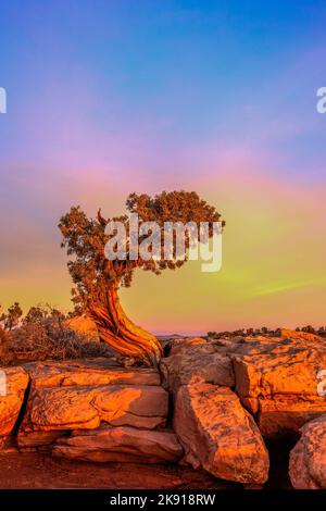 Ein uralter Wacholder aus Utah auf Kayenta-Sandstein bei Sonnenaufgang im Dead Horse Point State Park, Moab, Utah. Stockfoto