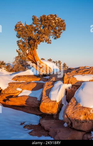 Ein uralter Wacholder aus Utah bei Sonnenaufgang auf Kayenta-Sandstein mit Winterschnee im Dead Horse Point State Park, Moab, Utah. Stockfoto