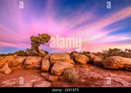 Ein uralter Wacholder aus Utah auf Kayenta-Sandstein bei Sonnenaufgang im Dead Horse Point State Park, Moab, Utah. Stockfoto