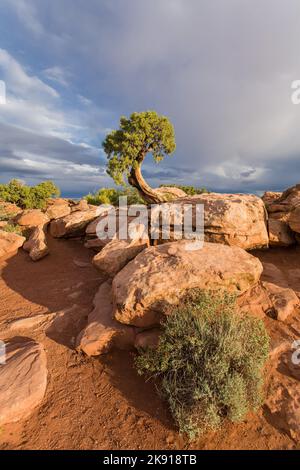 Ein uralter Wacholder aus Utah auf Kayenta-Sandstein mit Sturmwolken im Dead Horse Point State Park, Moab, Utah. Stockfoto