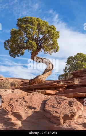 Ein Utah Wacholderbaum mit einer 720-Grad-Drehung im Stamm im Dead Horse Point State Park, Moab, Utah. Stockfoto