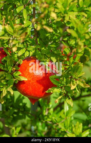 Schöner roter, frischer Granatapfel, der auf einem Ast vor grünem Hintergrund hängt Stockfoto