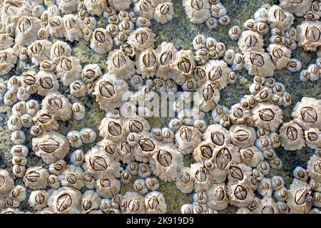 Acorn-Seepocken (Semibalanus balanoides), Nahaufnahme einer Gruppe der häufigsten Seepocken, die rund um die Küste des Vereinigten Königreichs gefunden wurden. Stockfoto