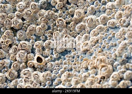Acorn-Seepocken (Semibalanus balanoides), Nahaufnahme einer Gruppe der häufigsten Seepocken, die rund um die Küste des Vereinigten Königreichs gefunden wurden. Stockfoto