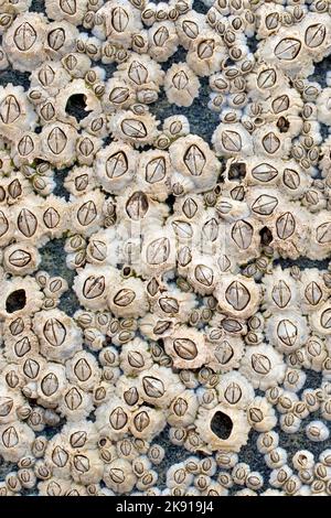 Acorn-Seepocken (Semibalanus balanoides), Nahaufnahme einer Gruppe der häufigsten Seepocken, die rund um die Küste des Vereinigten Königreichs gefunden wurden. Stockfoto