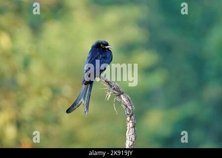 Eine selektive Fokusaufnahme eines schwarzen Drongo-Vogels, der auf einem in Heu gehüllten Baumzweig thront Stockfoto