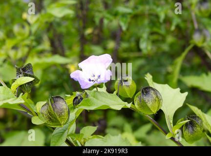 Blau, im Sommer blühende jährliche Nicandra Physalodes, Shoo Fly Pflanze, Apfel der Peru Blume UKgarden Juli Stockfoto