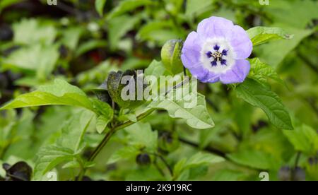 Blau, im Sommer blühende jährliche Nicandra Physalodes, Shoo Fly Pflanze, Apfel der Peru Blume UKgarden Juli Stockfoto