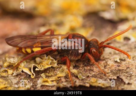 Eine Makroaufnahme einer weiblichen Nomada-Flava auf einem Bienenstock Stockfoto