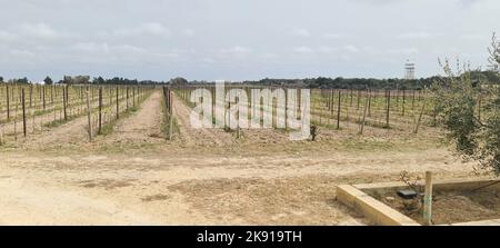 Eine Panoramaaufnahme eines weiten Weinbergsanguts in Attard, Malta Stockfoto