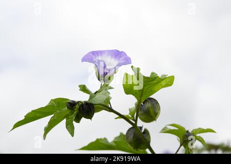 Blau, im Sommer blühende jährliche Nicandra Physalodes, Shoo Fly Pflanze, Apfel der Peru Blume UKgarden Juli Stockfoto