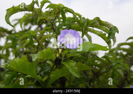 Blau, im Sommer blühende jährliche Nicandra Physalodes, Shoo Fly Pflanze, Apfel der Peru Blume UKgarden Juli Stockfoto