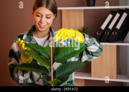 Frau wischt den Staub von den Blättern mit einem feuchten weichen Tuch ab. Stockfoto