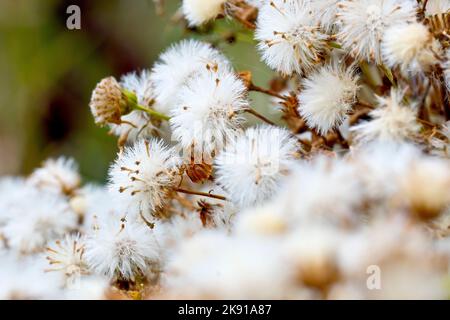 Gewöhnliches Ragwort (senecio jacobaea), Nahaufnahme der Pflanze in Samen, wobei jeder Blütenkopf eine Gruppe flauschiger, federiger Samen hervorbringt. Stockfoto