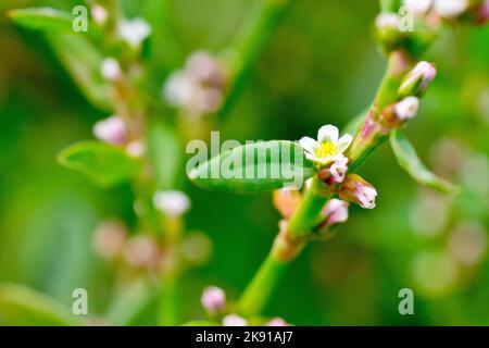Knospen (Polygonum aviculare), Nahaufnahme mit Fokus auf eine einzelne kleine weiße Blume der sehr häufig übersehenen Wildblume. Stockfoto