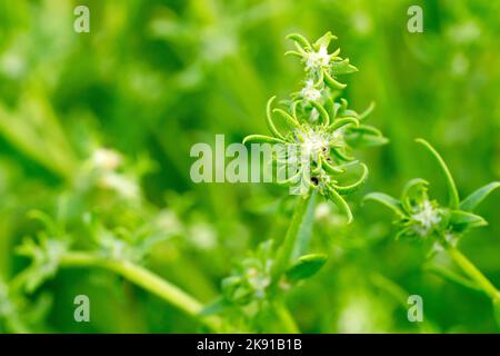 Shore-Orache (atriplex littoralis), auch bekannt als Grassleaved oder Grassleaf-Orache, zeigt die lange dünne Pflanze im Samen. Stockfoto