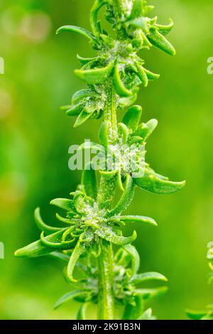 Shore-Orache (atriplex littoralis), auch bekannt als Grassleaved oder Grassleaf-Orache, zeigt die lange dünne Pflanze im Samen. Stockfoto