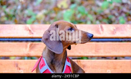 Dackel Hund im Freien. Schöner Dachshund sitzt auf der Holzbank. Standard glatter Dackel in der Natur. Stockfoto