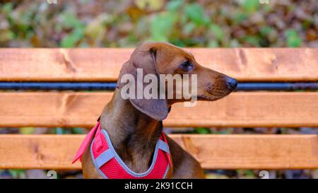 Dackel Hund im Freien. Schöner Dachshund sitzt auf der Holzbank. Standard glatter Dackel in der Natur. Stockfoto