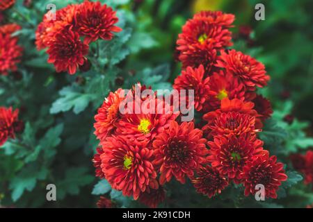 Rote Chrysanthemen im Garten. Herbstblumen im Freien, lebendige Tapete. Floraler Hintergrund, schöne Postkarte. Natur im Oktober Stockfoto