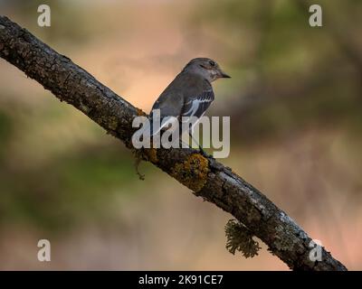 Europäischer Seeteule (Ficedula hypoleuca). Stockfoto