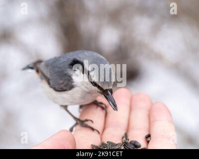 Der eurasische Kleiber frisst Samen aus der Hand eines Mannes. Hungriger Vogelholzknütchsel, der im Winter oder Herbst Samen aus der Hand frisst. Tierpflege in Stockfoto