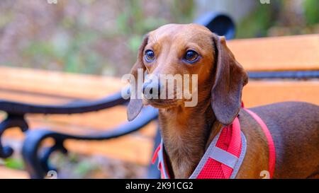 Dackel Hund im Freien. Schöner Dachshund sitzt auf der Holzbank. Standard glatter Dackel in der Natur. Stockfoto