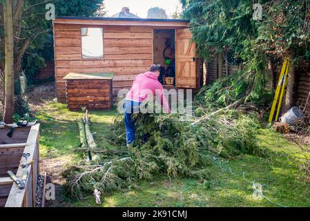 Männlicher Baumchirurg sammelt gefallene Äste, die von Bäumen im hinteren Garten des Wohnhauses geschnitten wurden. Stockfoto