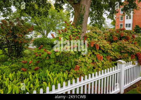 Weißer Zaun mit blühenden Sträuchern in einem Garten, der einen Gehweg säumt. Stockfoto
