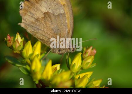 Schmetterling großes Ochsenauge auf einer Blume Stockfoto